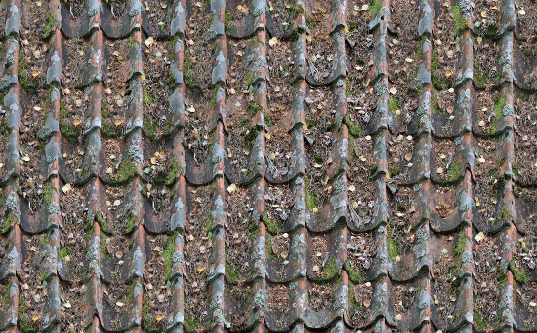 Toiture en tuiles fortement colonisée : mousses vertes, plaques de lichen gris, aiguilles et feuilles mortes accumulées entre les tuiles